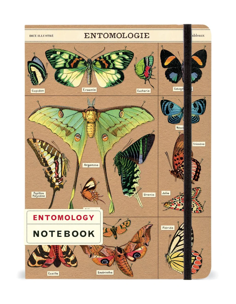 Cavallini Notebook Large | Entomology
